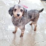 경남 통영 산양중학교에서  푸들 발견 보호