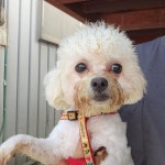 경기 의왕 찬우물3길에서  비숑 프리제 발견 보호