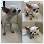 경북 경주 강동면에서  치와와 발견 보호