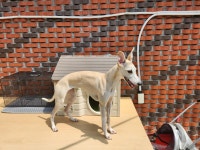 경북 칠곡 북삼읍금오대로에서  그레이 하운드 발견 보호