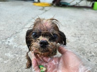 경기 안산 각골로1길에서  시츄 발견 보호