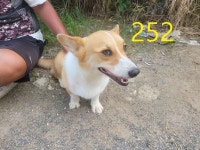 인천 계양 방축동에서  웰시 코기 펨브로크 발견 보호