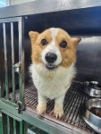 충북 충주 목계솔밭캠핑장에서  웰시 코기 펨브로크 발견 보호