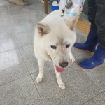 경북 구미대로에서 진돗개 발견 보호