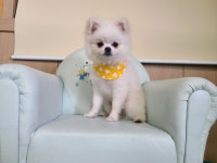 경남 창원3 월남마을에서  포메라니안 발견 보호