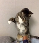 드라이기한테 냥펀치 날리며 열심히 싸우는 고양이 소리 한 번 찰지네