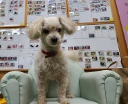 경남 창원3 해원로에서  말티즈 발견 보호