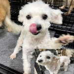 경남 창원2 문화남11길12(이마트24)에서  비숑 프리제 발견 보호