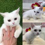 경북 경주 용담로에서  먼치킨 발견 보호