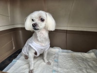 경북 칠곡 석적도서관에서  말티즈 발견 보호