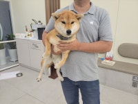 경기 고양 지축동에서  시바 발견 보호