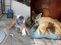 잡아먹으려고 강아지 키우던 남성이 교도소 가자...남겨진 개들 돌본 동네 할머니들