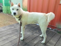 경남 창원1 성산구에서 진돗개 발견 보호