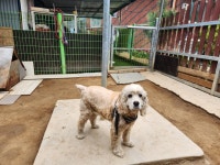 경북 칠곡 왜관읍삼청3길에서  코카 스파니엘 발견 보호