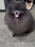 경북 안동 태화동에서  포메라니안 발견 보호