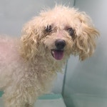 경기 부천 은성로5번길10에서  푸들 발견 보호