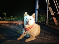 전북 전주 서당길에서 진돗개 발견 보호