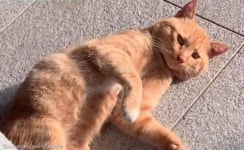 5개월간 보이지 않던 길고양이를 다시 만나고 입양한 집사..그동안 계속 생각났어