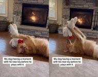 선물 받은 인형이 마음에 쏙 들었던 리트리버의 행동...이건 감동이개