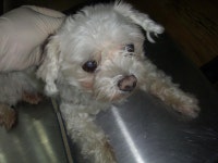 경기 오산 성호대로141에서  말티즈 발견 보호