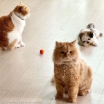 고양이랑 놀더니 자기 정체성(?)을 헷갈린 강아지..캣휠도 타고 츄르도 먹고