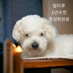 경북 성주군에서  말티푸 발견 보호