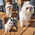 경북 경주시에서  말티즈 발견 보호