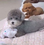 이 소리 듣고 오면 착한 강아지라던데... 한심한 눈빛만 날린 삼형제