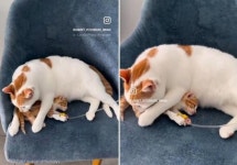 아픈 아깽이 핥아준 고양이의 정체..`엄마 아니라 그냥 수컷 고양이`