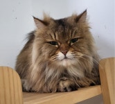 충북 제천 홍광유치원부근에서  페르시안 발견 보호