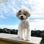 슬리피, 반려견 퓨리♥릴리와 여행지에서 찰칵!...눈이 부시개