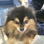 경북 구미 장천면에서  포메라니안 발견 보호