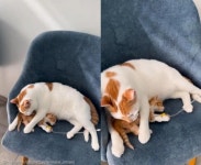 아픈 동물 친구들 간호해 주는 동물병원 고양이 직원...새끼냥 특급 케어까지