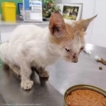 아픈 동물 친구들 간호해 주는 동물병원 고양이 직원...새끼냥 특급 케어까지