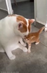 아픈 동물 친구들 간호해 주는 동물병원 고양이 직원...새끼냥 특급 케어까지