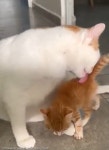 아픈 동물 친구들 간호해 주는 동물병원 고양이 직원...새끼냥 특급 케어까지