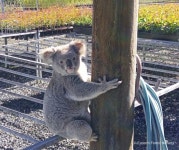 코알라 블랙코미디?..농원에 공범 데려온 묘목 도둑 코알라