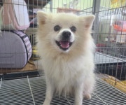 경남 창원3 남문동에서  스피츠 발견 보호