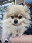 경기 부천 원종동에서  포메라니안 발견 보호