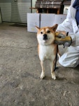 경기 평택 신장동에서 시바 발견 보호