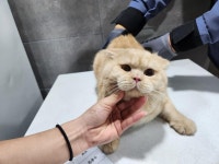 전북 전주 송천동에서  스코티시폴드 발견 보호