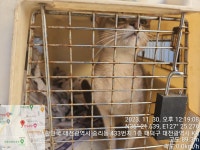 대전 대덕 중리서로24에서  아비시니안 발견 보호