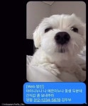 보이스피싱으로(?) 과자값 벌이에 성공한 댕댕이 신종 도그피싱이다개