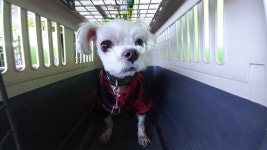 경남 진주시에서  말티즈 발견 보호