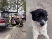 출근길 빵 한 조각 나눠준 사람을 찾아 집까지 쫓아온 떠돌이개 이 사람이라면...