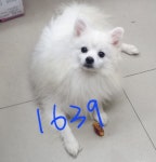 경기 평택 장당동에서  스피츠 발견 보호