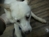 경기 오산 성호대로141에서 진돗개 발견 보호