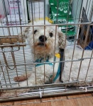 전북 남원 인월에서  푸들 발견 보호