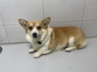 충남 아산 온주길에서  웰시 코기 카디건 발견 보호