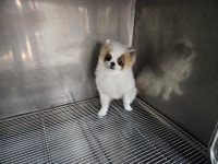 대구 수성 어린이회관근처에서  포메라니안 발견 보호